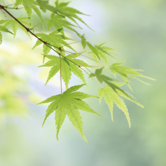 全室露天風呂付き客室